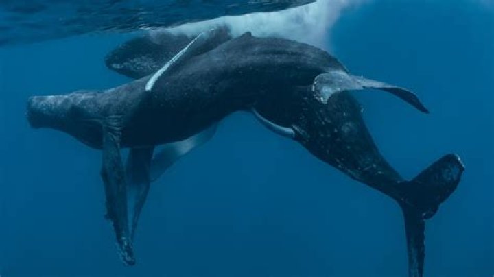 Humpback Whales Seen Having Sex For The First Time