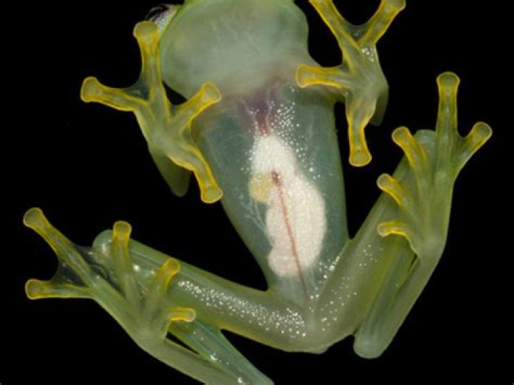 Newly Discovered Glass Frog's Beating Heart Is Visible Through Its Chest