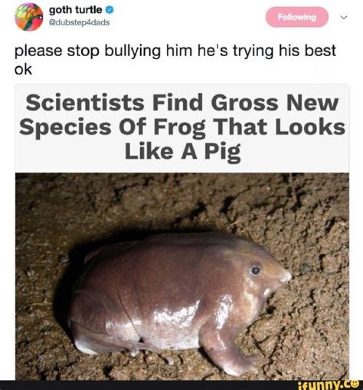 Scientists Find Gross New Species Of Frog That Looks Like A Pig