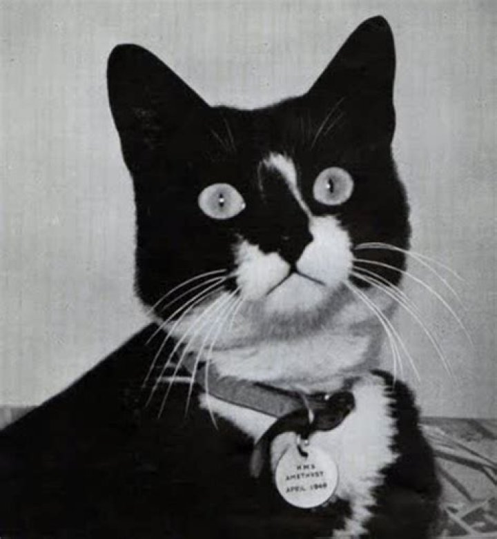 The Legend Of Unsinkable Sam, The Cat That Survived 3 Shipwrecks